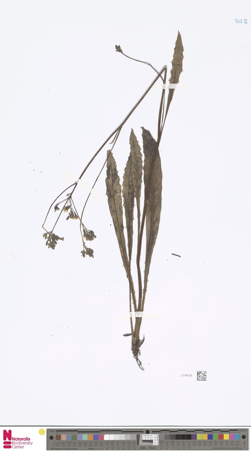 Lactuca laevigata var. laevigata photo 3