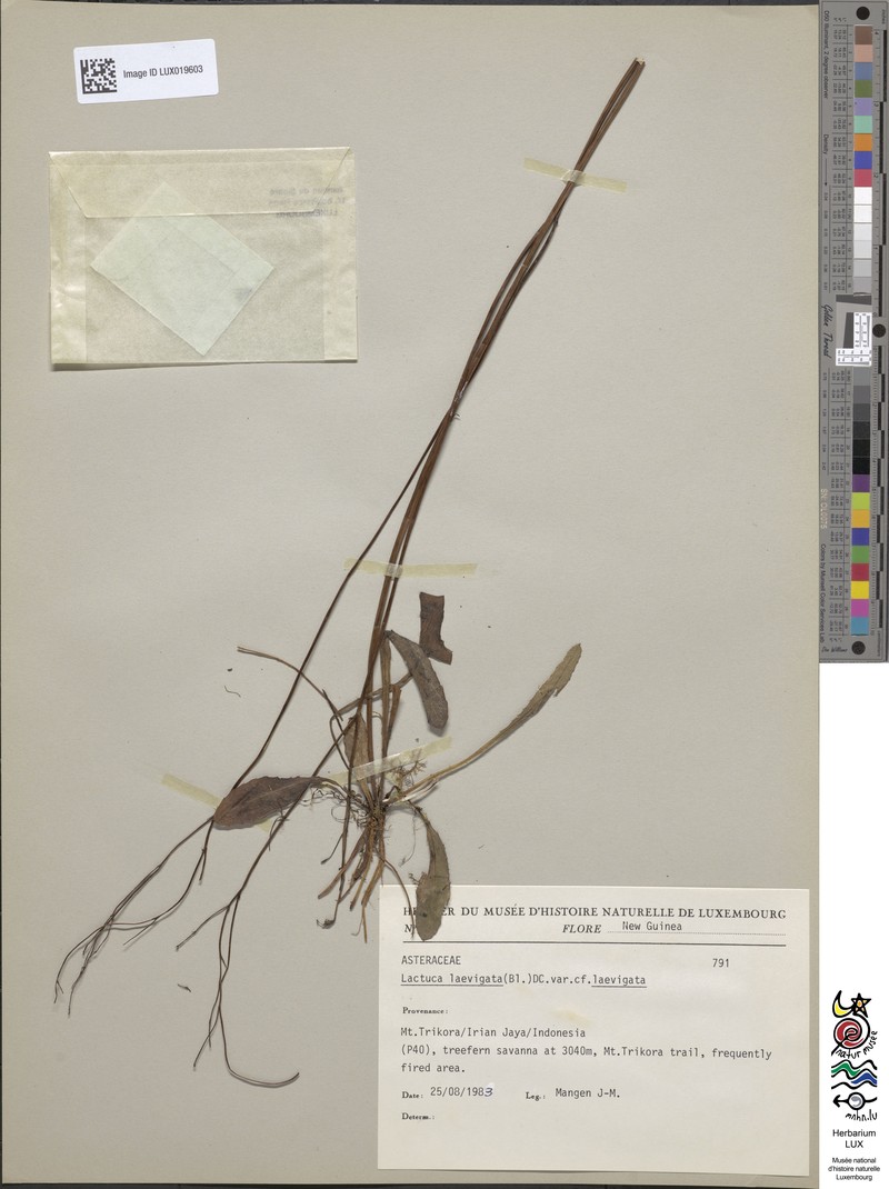 Lactuca laevigata var. laevigata photo 4