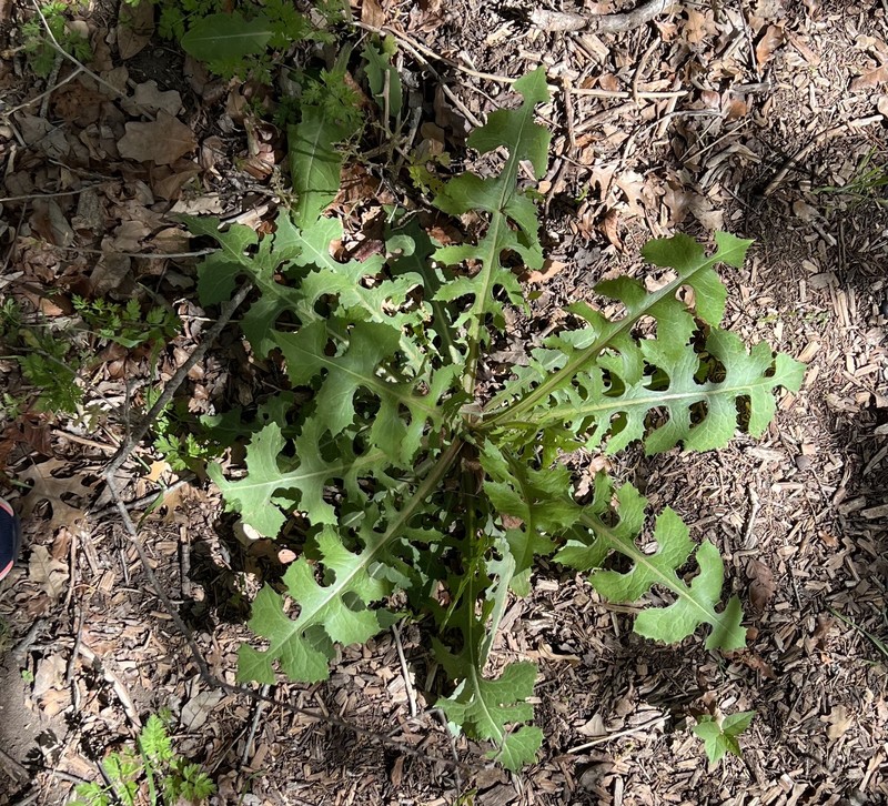 Biannual Lettuce photo 2