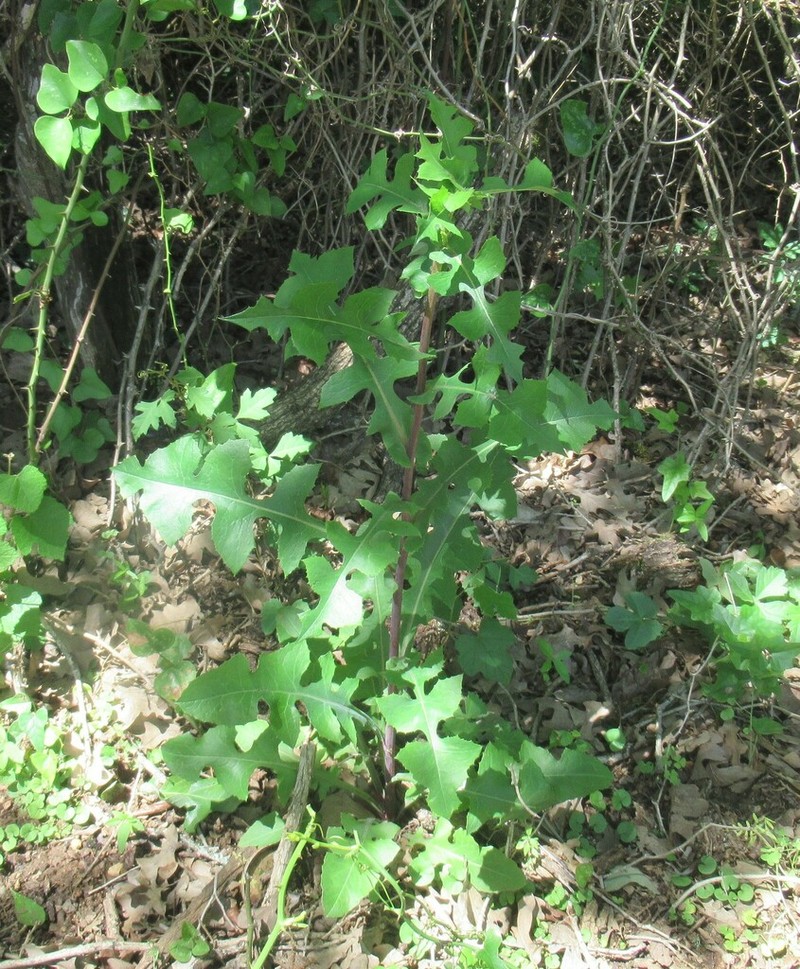 Biannual Lettuce photo 4
