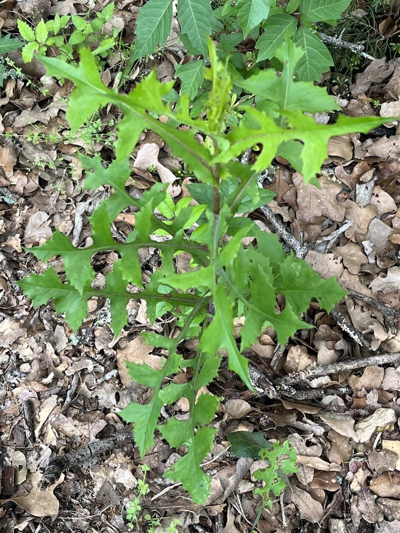 Biannual Lettuce photo 6