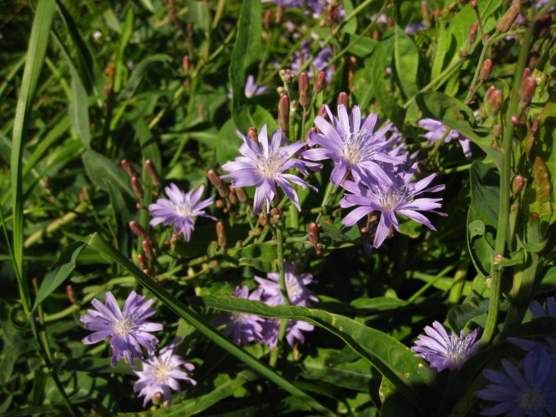 Lactuca oblongifolia