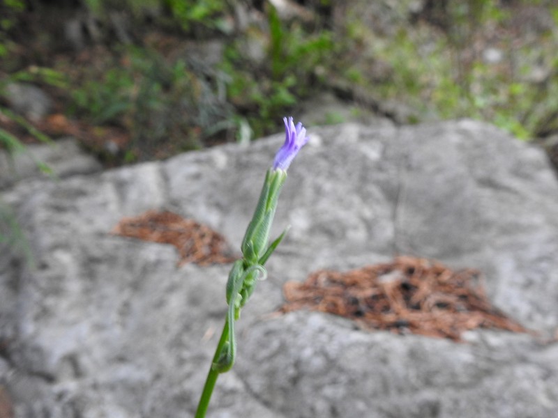 Lactuca oblongifolia photo 2