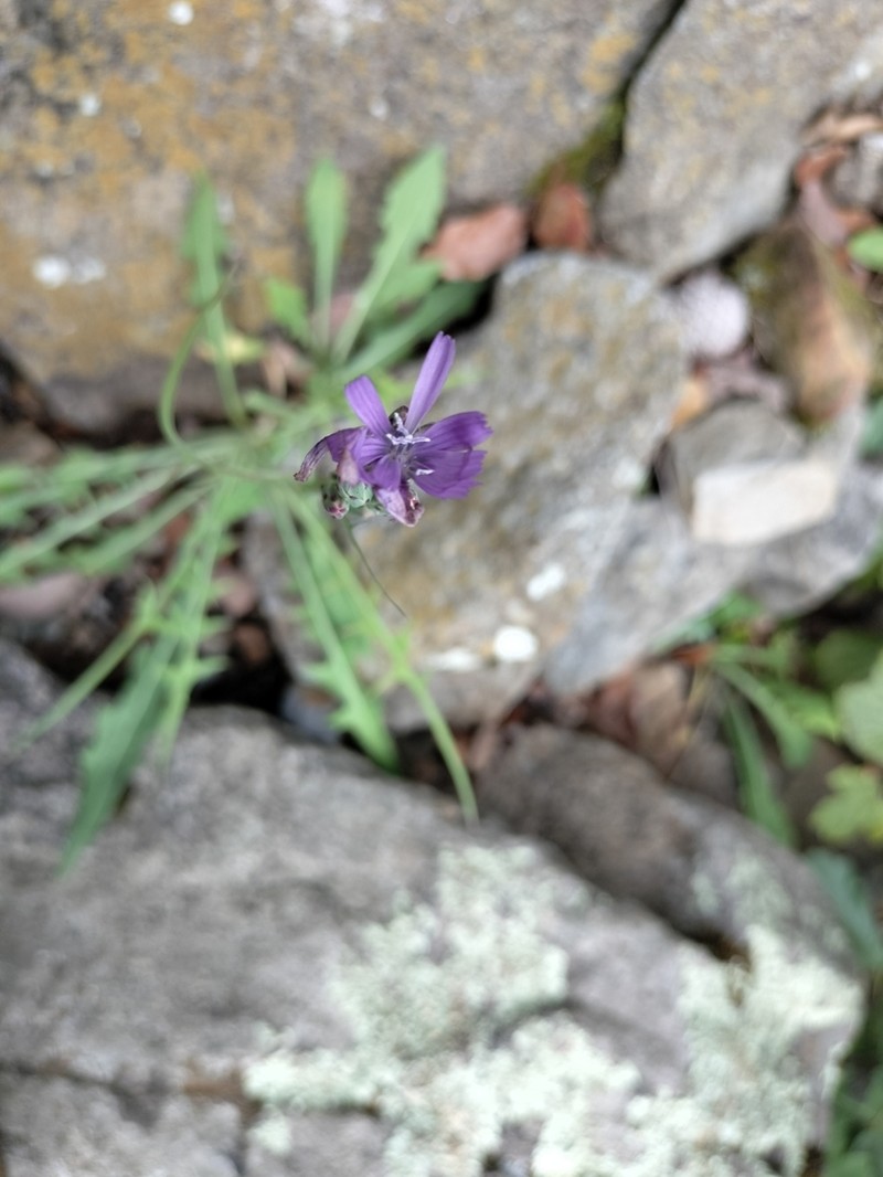 Lactuca oblongifolia photo 3