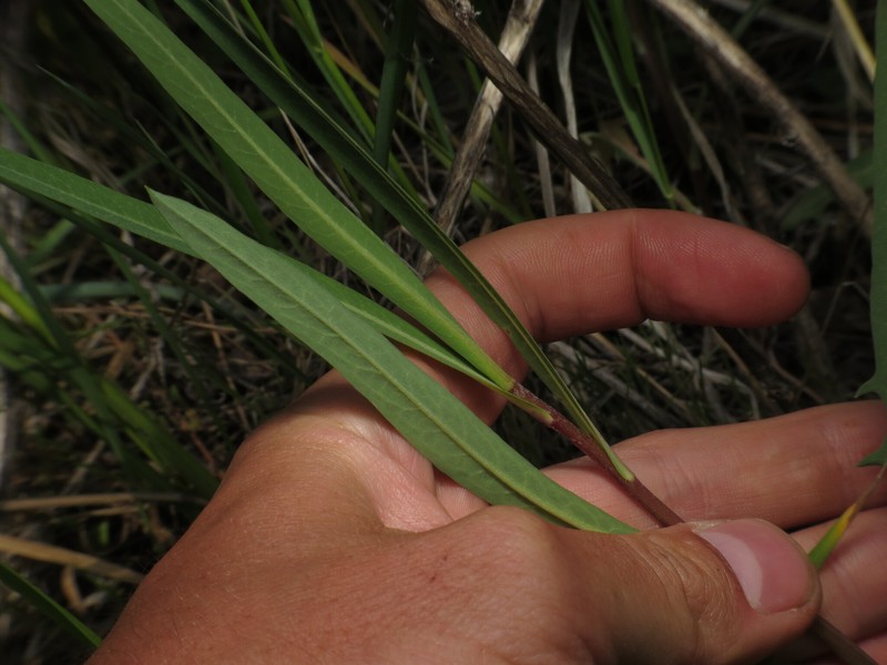 Lactuca oblongifolia photo 4