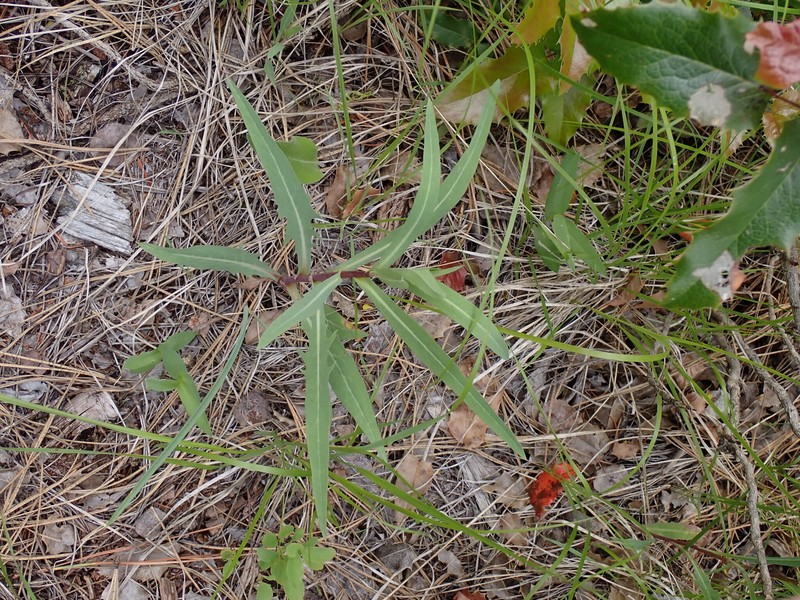 Lactuca oblongifolia photo 5