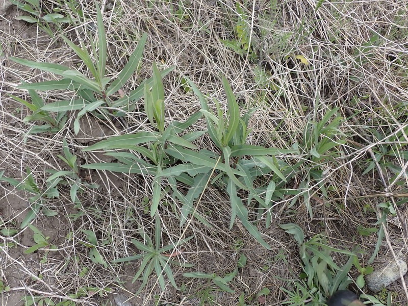 Lactuca oblongifolia photo 6
