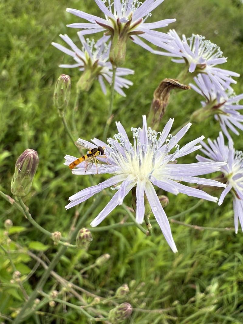 Lactuca oblongifolia photo 8