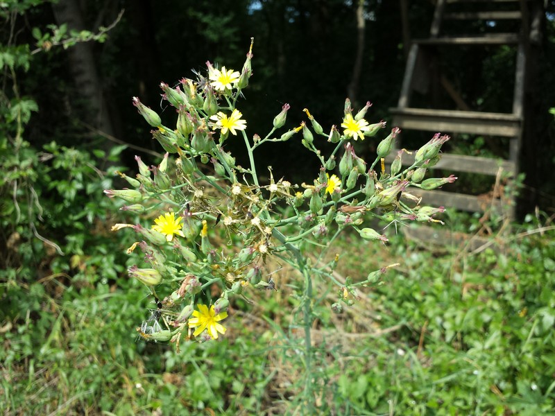 Lactuca quercina photo 2