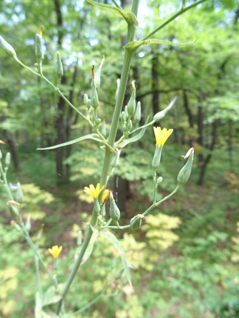 Lactuca quercina photo 3
