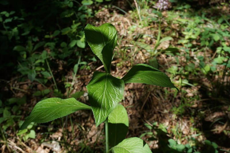 Lactuca quercina photo 4