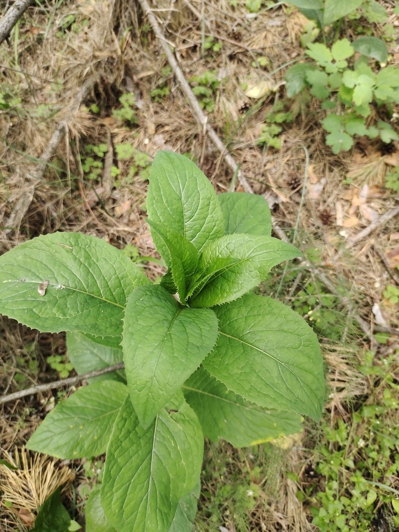 Lactuca quercina photo 5