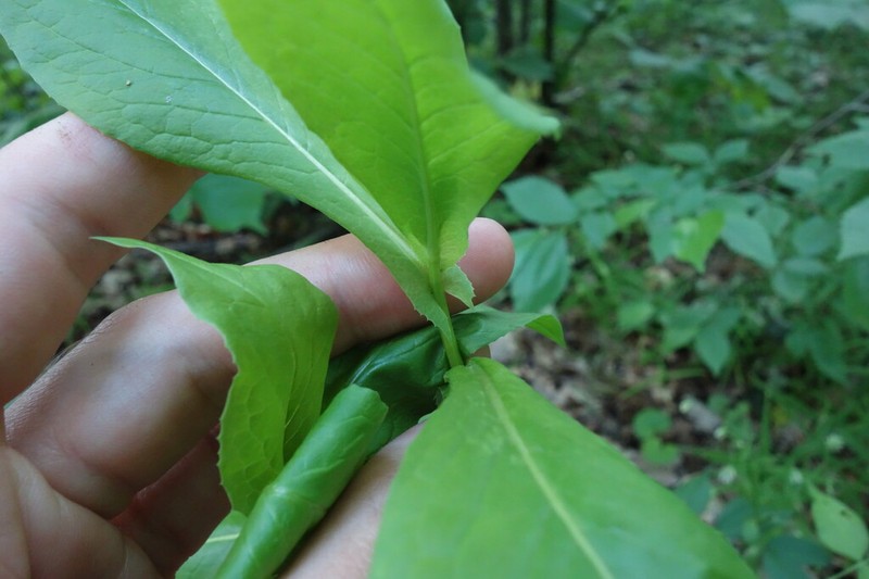 Lactuca quercina photo 6