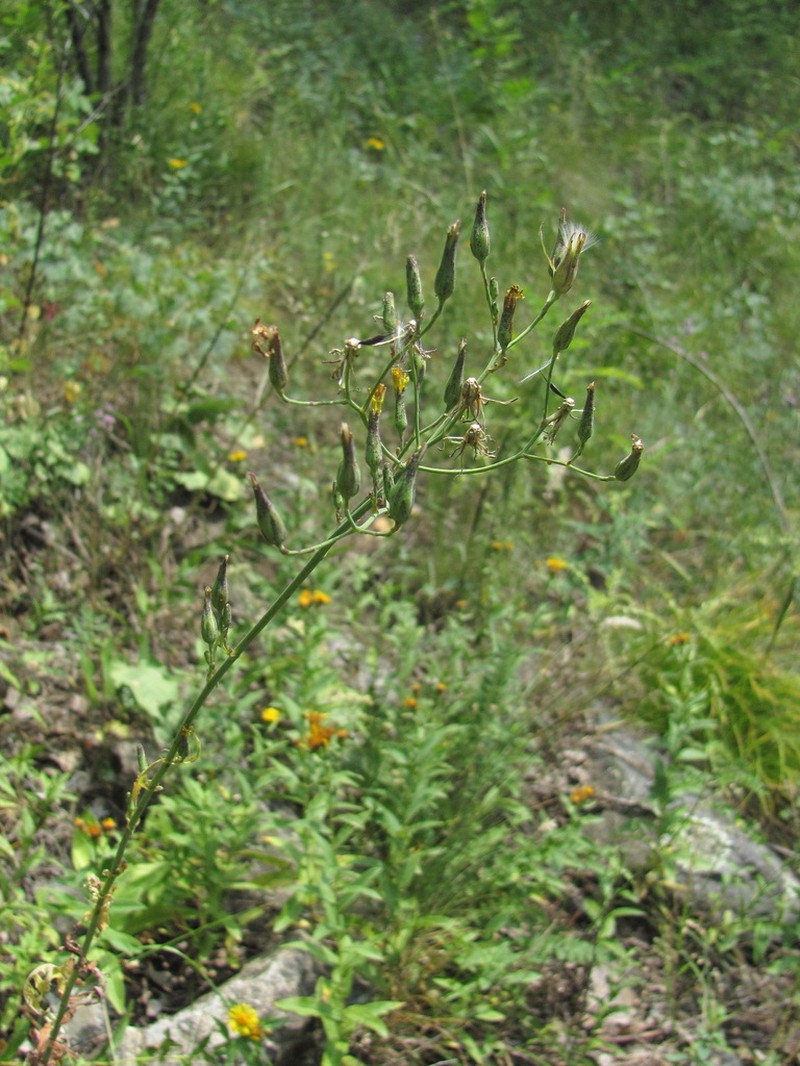 Lactuca quercina photo 7