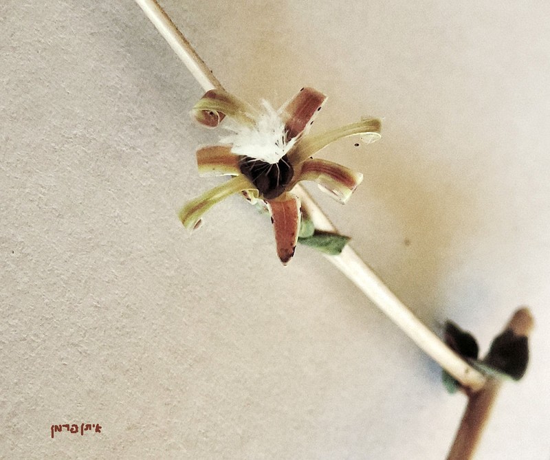 Willowleaf Lettuce photo 3