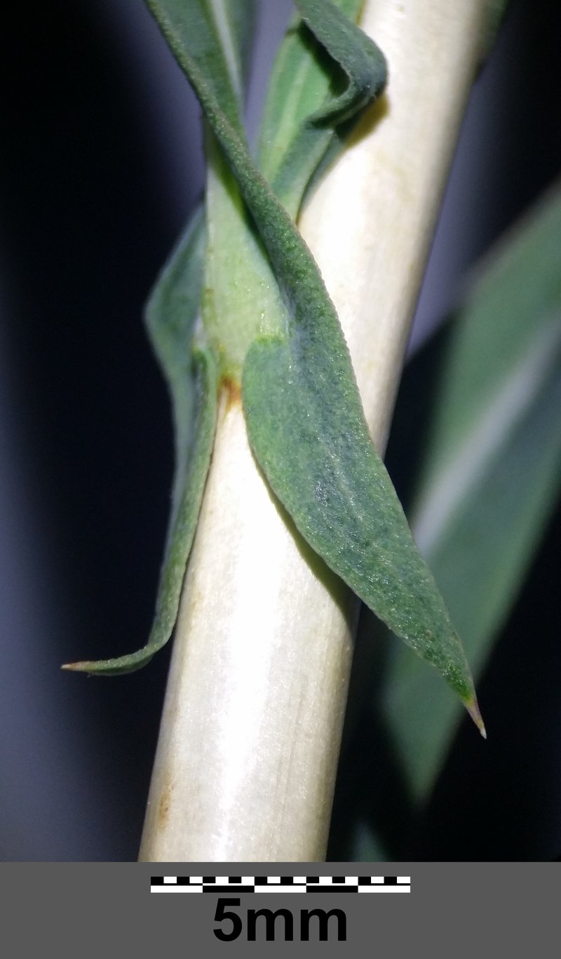 Willowleaf Lettuce photo 6