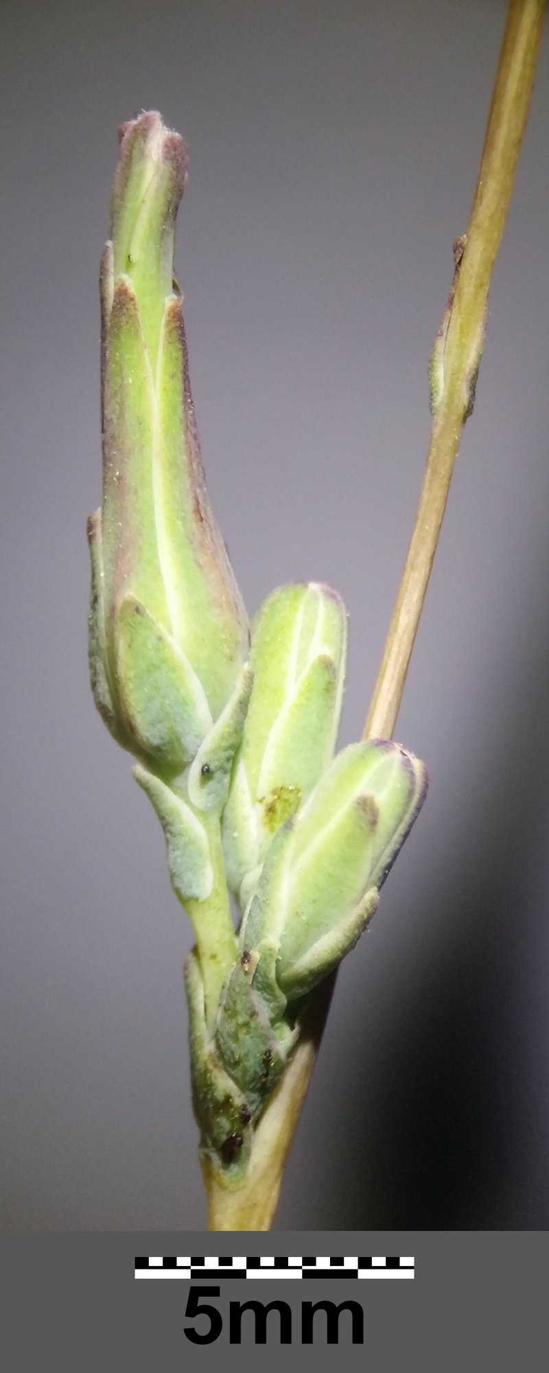 Willowleaf Lettuce photo 7