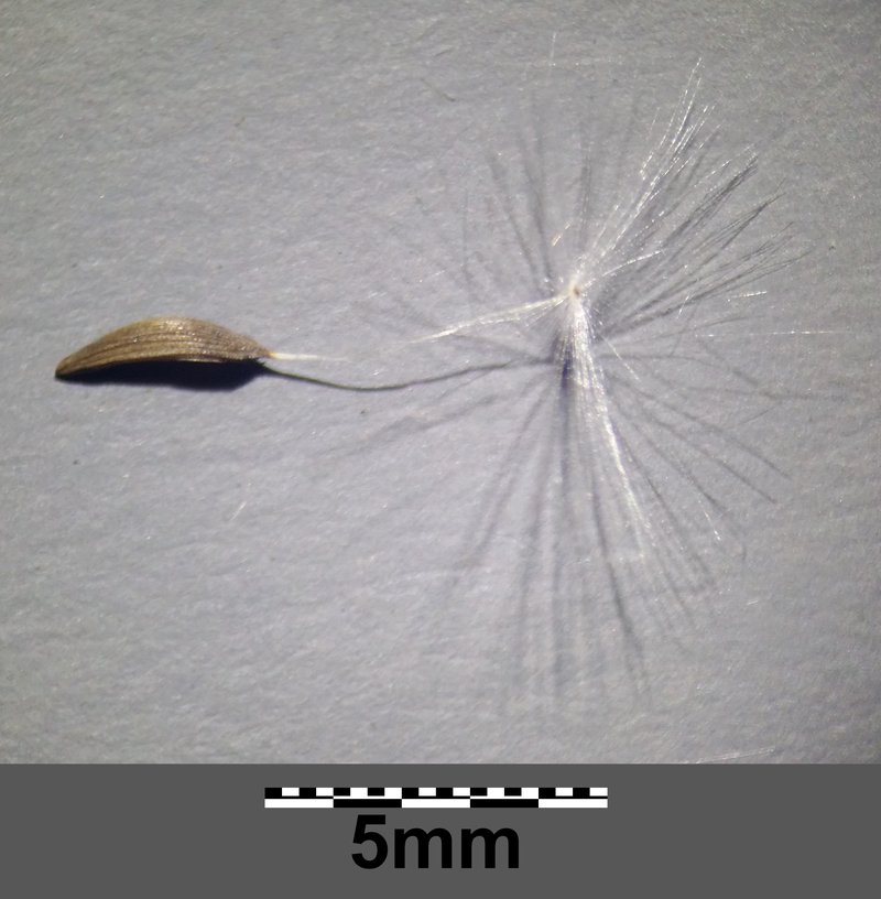 Willowleaf Lettuce photo 8