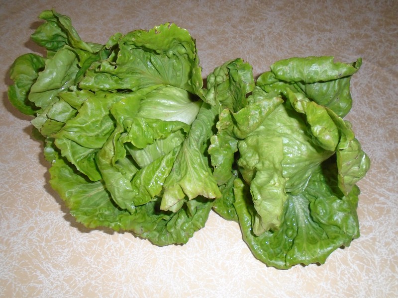 Garden Lettuce photo 7