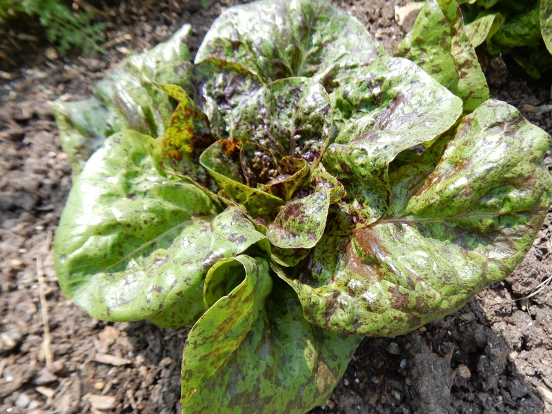 Garden Lettuce photo 8