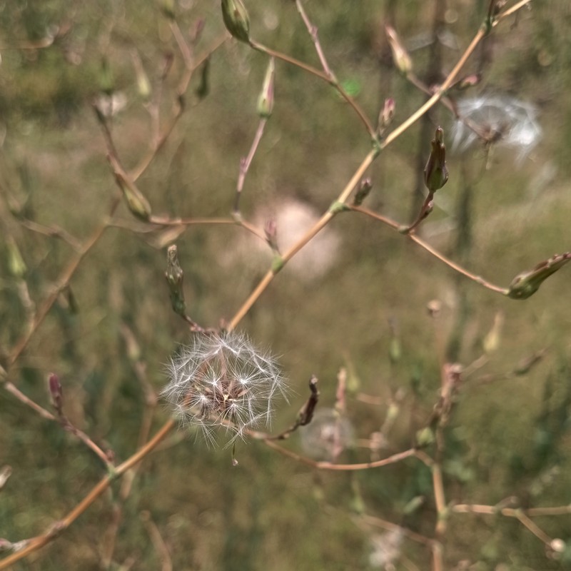 Prickly Lettuce photo 2