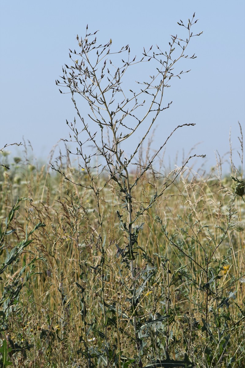 Prickly Lettuce photo 3