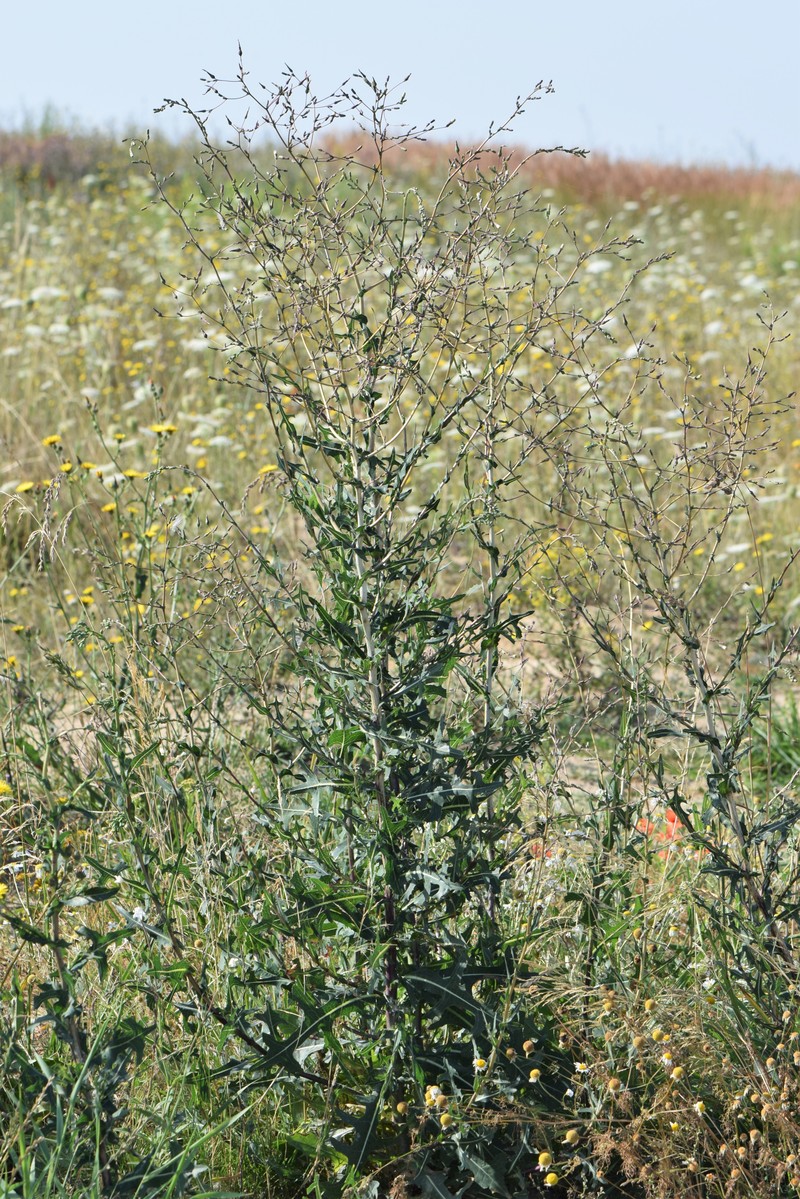 Prickly Lettuce photo 4