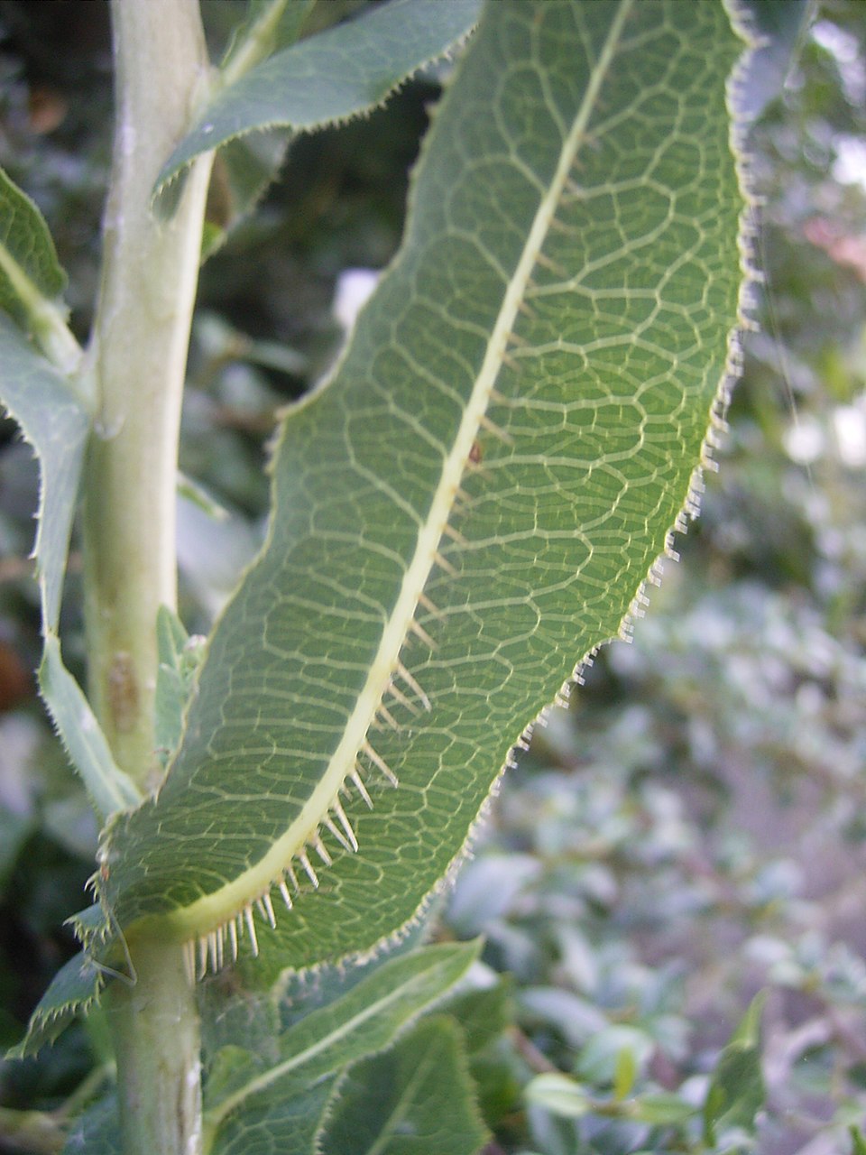Prickly Lettuce photo 5