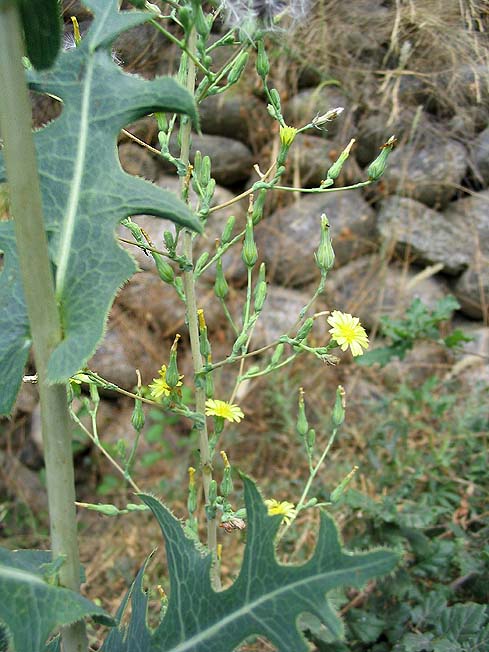 Prickly Lettuce photo 6
