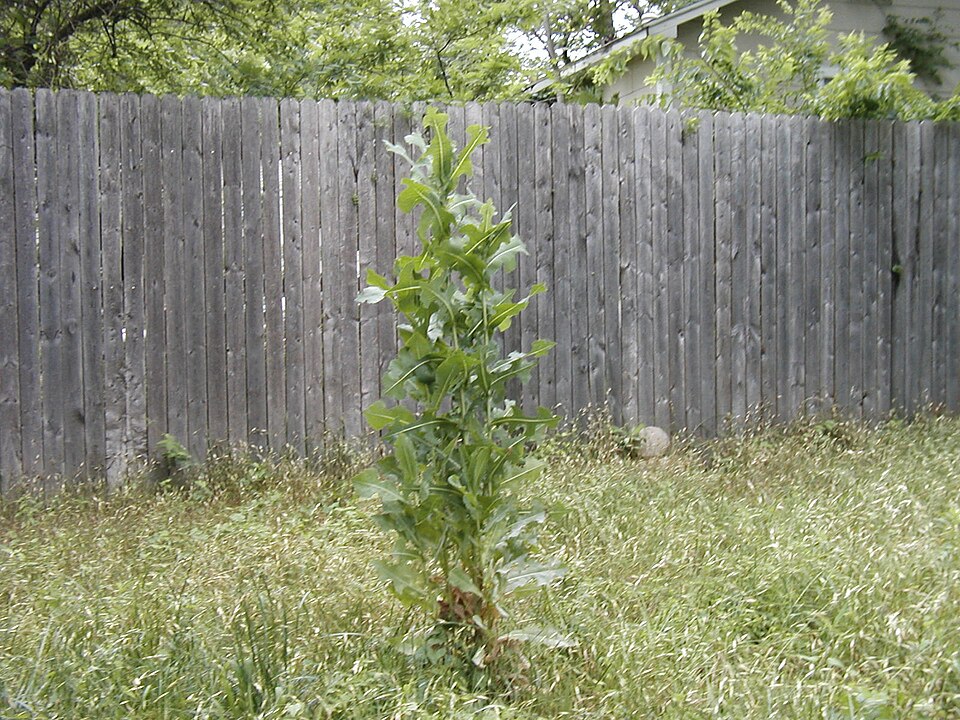 Prickly Lettuce photo 7