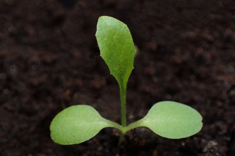 Prickly Lettuce photo 8