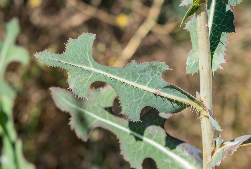 Prickly Lettuce photo 9
