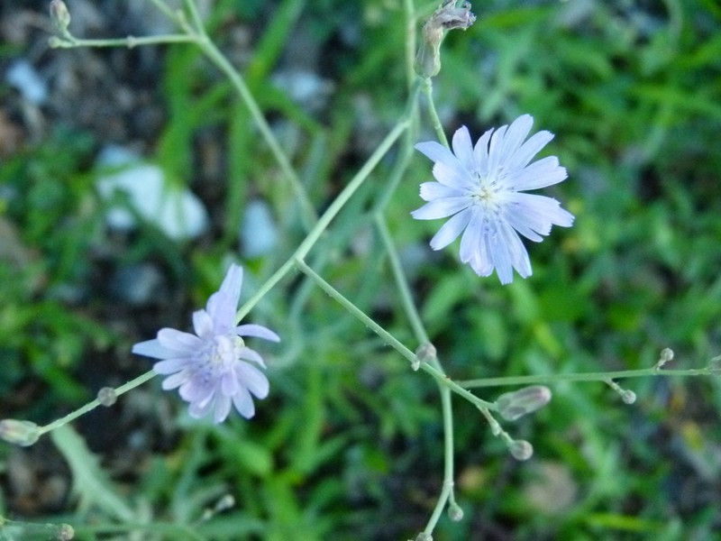 Blue Lettuce photo 3