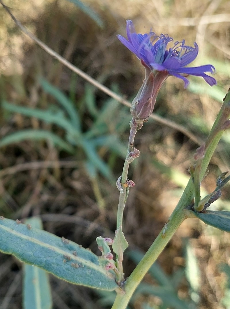 Blue Lettuce photo 5