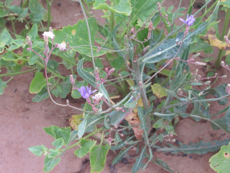 Blue Lettuce photo 7