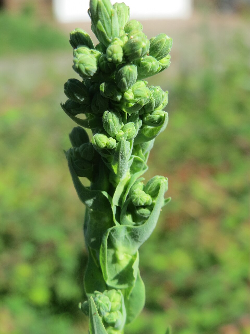Bitter Lettuce photo 5