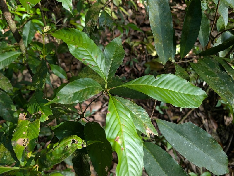 Lacunaria crenata subsp. crenata