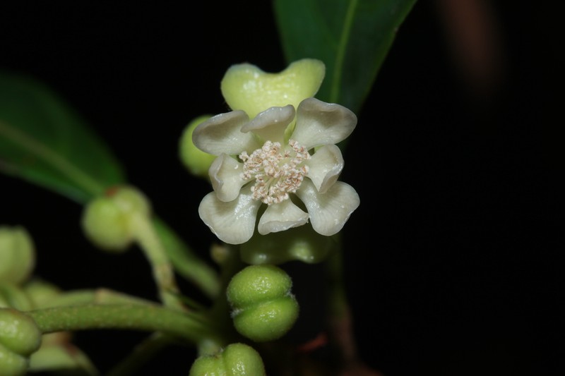 Lacunaria crenata subsp. crenata photo 3