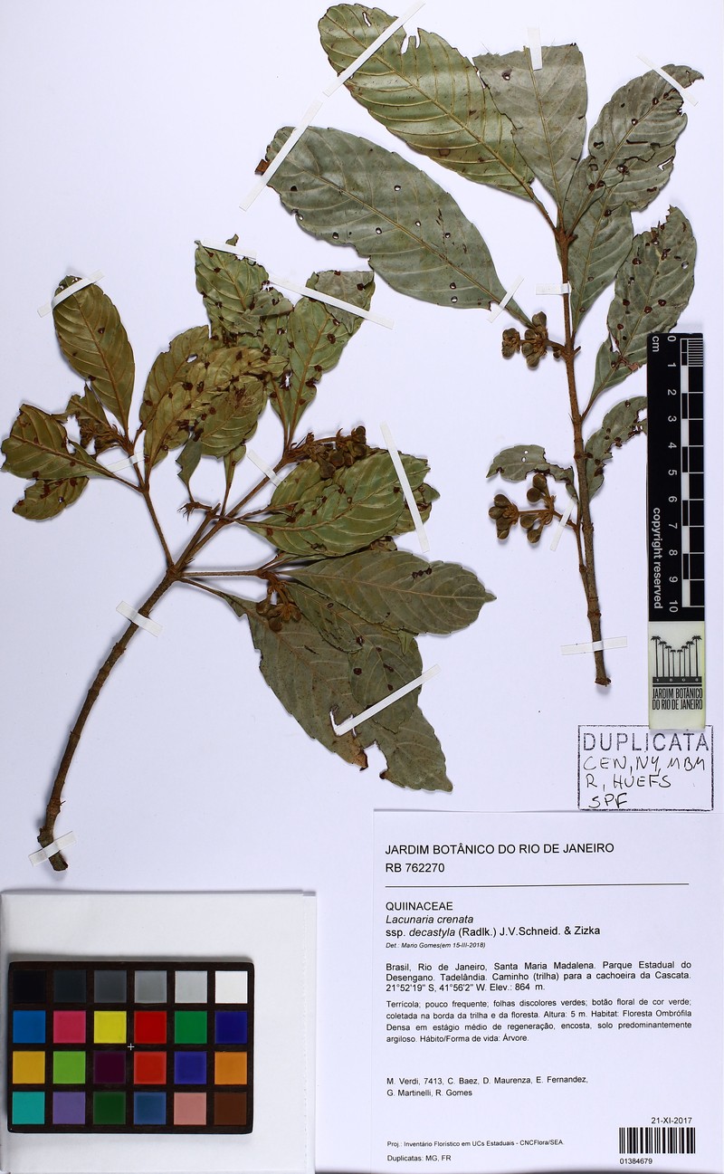 Lacunaria crenata subsp. decastyla