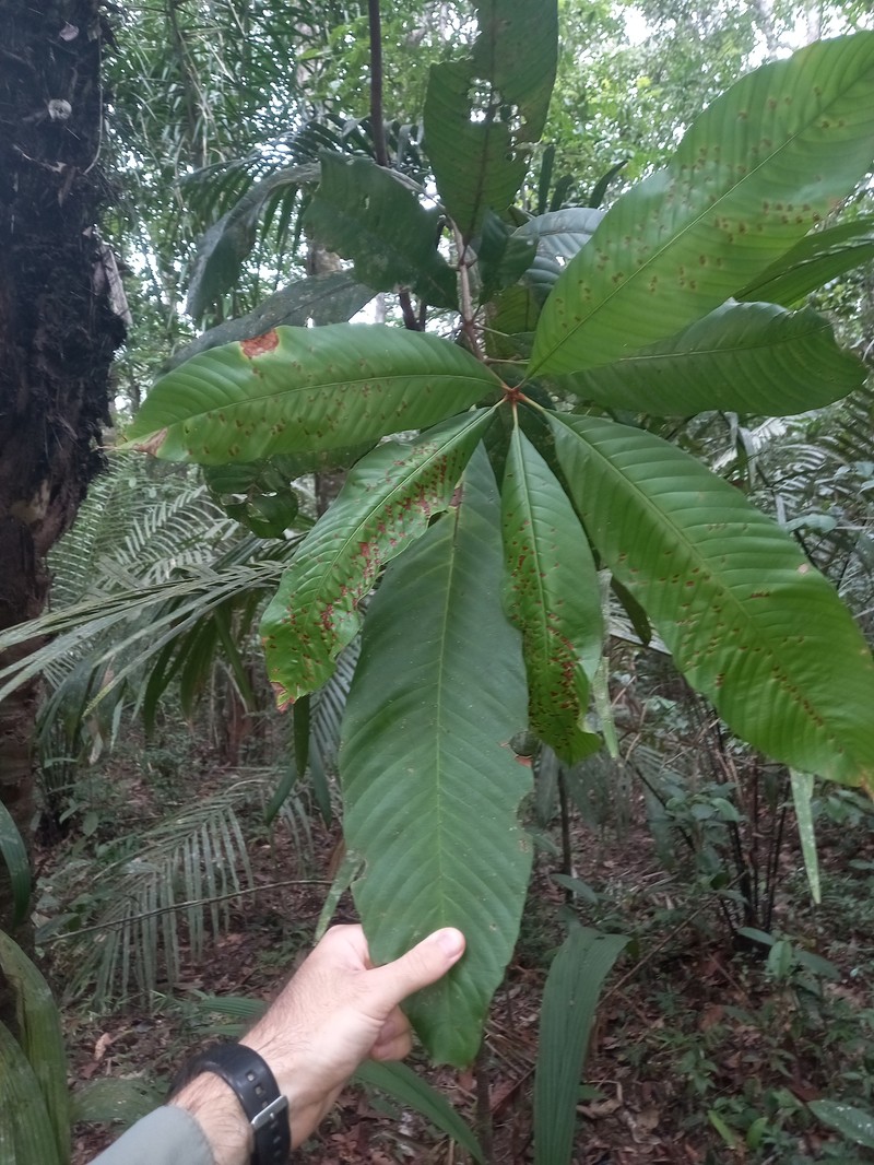 Lacunaria jenmanii subsp. jenmanii
