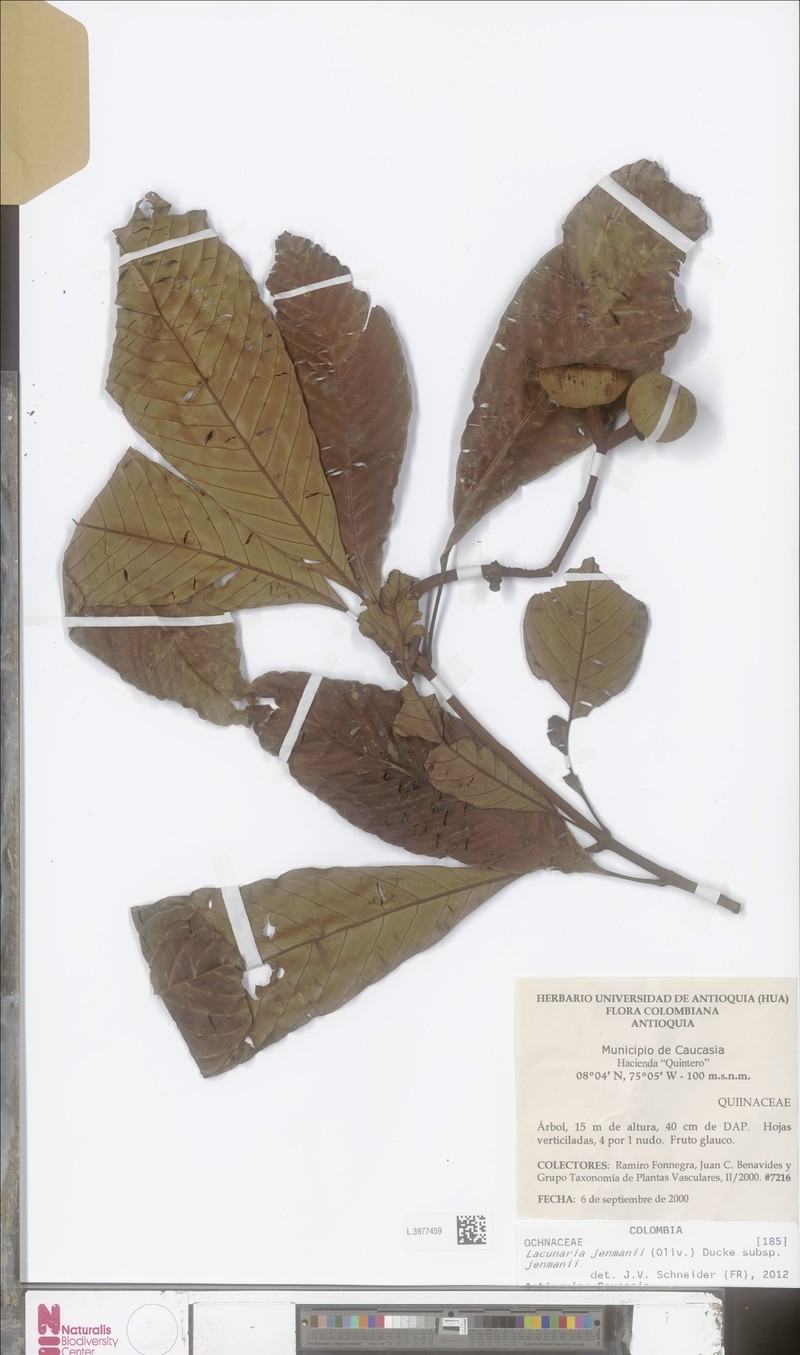 Lacunaria jenmanii subsp. jenmanii photo 2