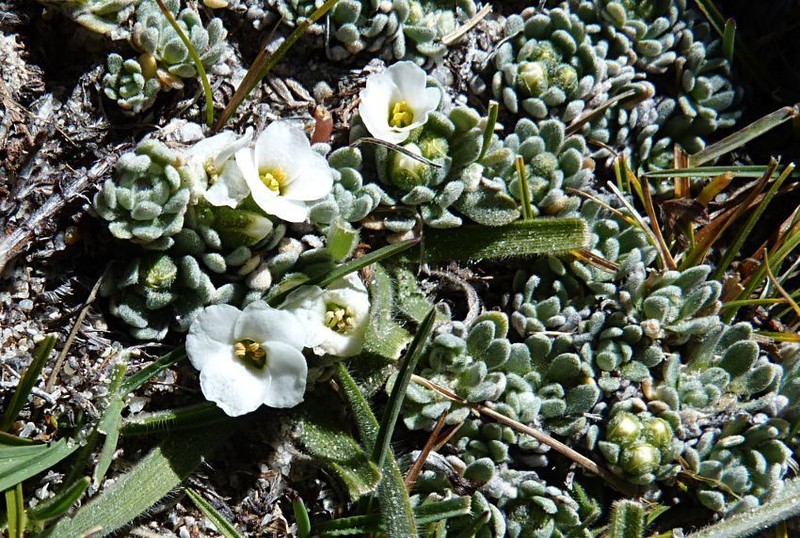 Ladakiella klimesii photo 2