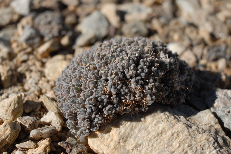Ladakiella klimesii photo 3