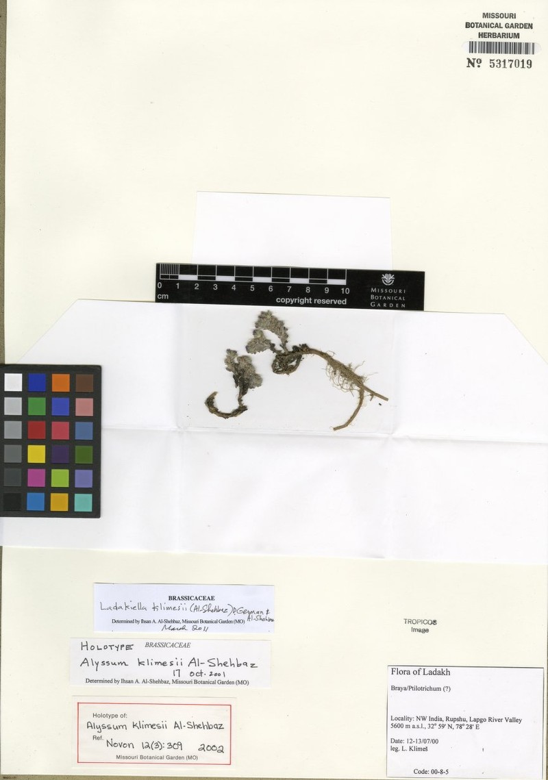 Ladakiella klimesii photo 4