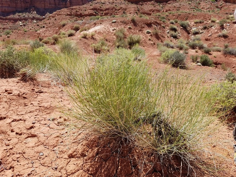 Rush Lemonweed