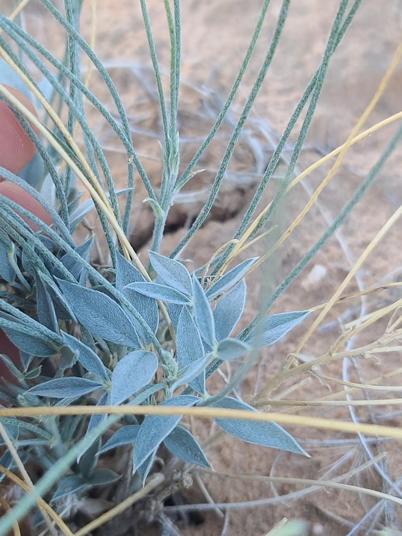 Rush Lemonweed photo 2