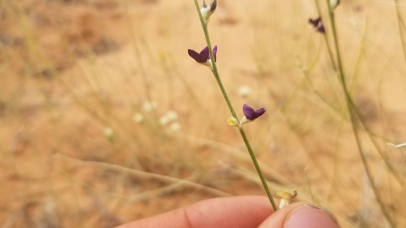 Rush Lemonweed photo 3