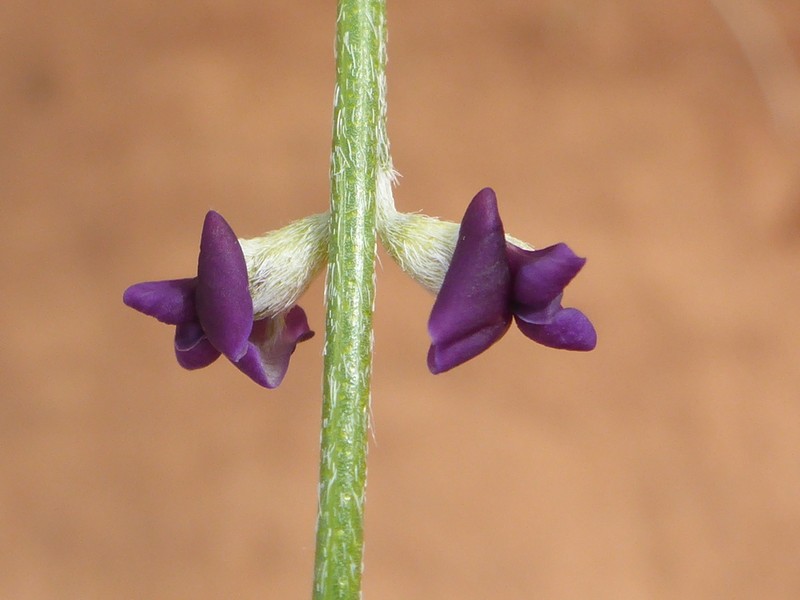 Rush Lemonweed photo 5