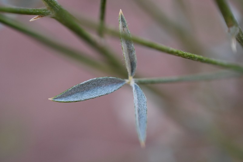 Rush Lemonweed photo 6