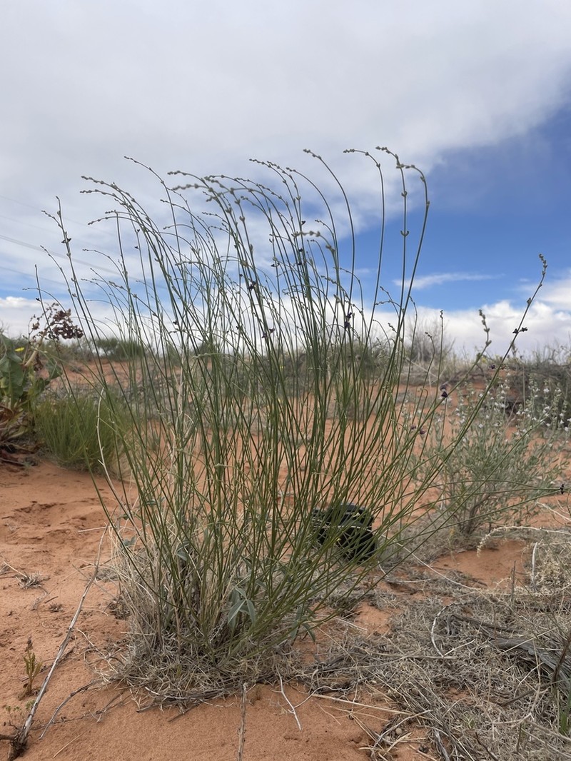 Rush Lemonweed photo 7